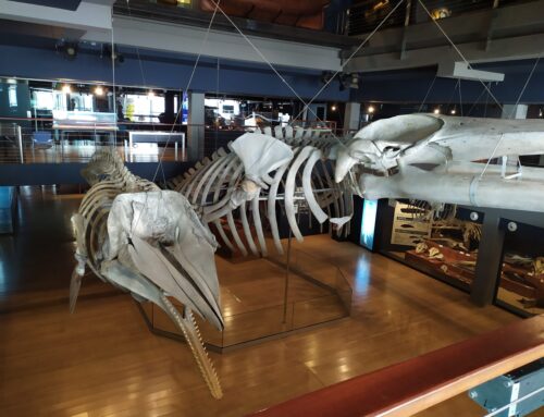 Planes y cosas que hacer en Santander