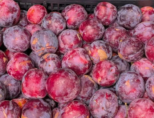 Distribuidor de fruta en Santander y la logística de reparto